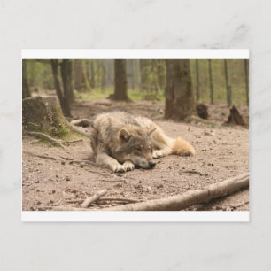 Dier Wolf Vrede Liefde Wilde Land Natuur Briefkaart