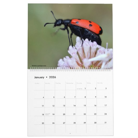Dieren 12 kalendermaanden kalender (Jan 2026)
