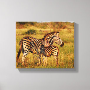 Dieren Afrika zebra Canvas Afdruk