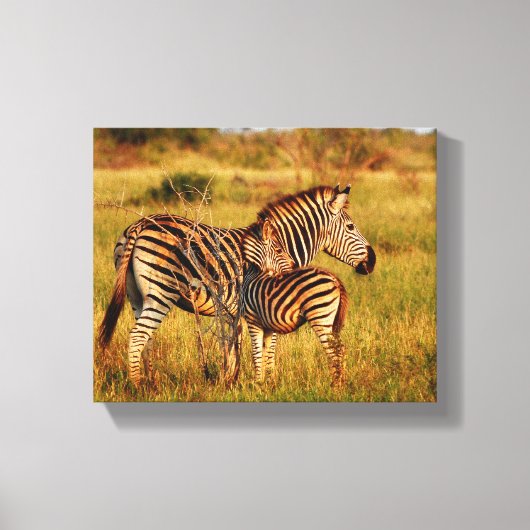Dieren Afrika zebra Canvas Afdruk (Voorkant)