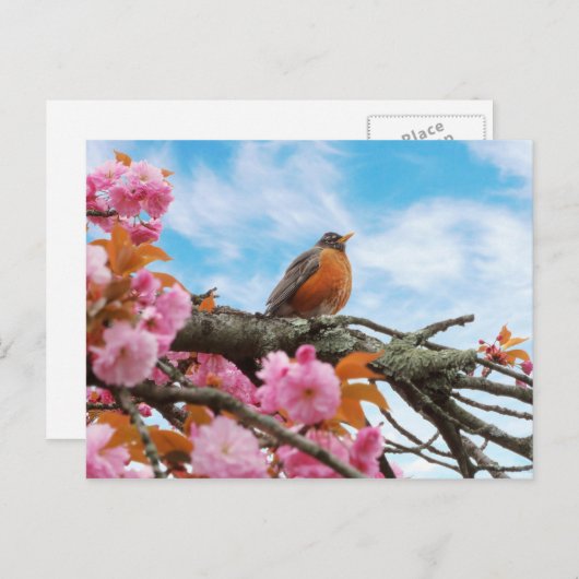 Dieren - Bird - First robin of spring Briefkaart (Voorkant / Achterkant)