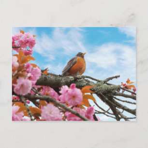 Dieren - Bird - First robin of spring Briefkaart
