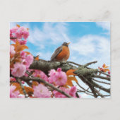 Dieren - Bird - First robin of spring Briefkaart (Voorkant)
