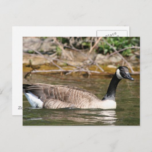 Dieren Briefkaart (Voorkant / Achterkant)