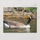 Dieren Briefkaart (Voorkant)