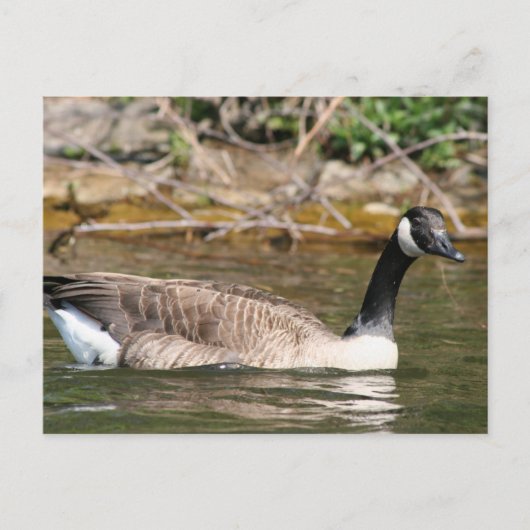 Dieren Briefkaart (Voorkant)