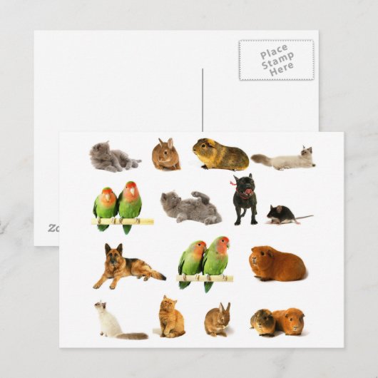 dieren briefkaart (Voorkant / Achterkant)
