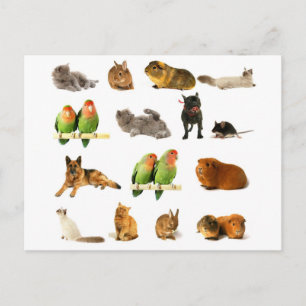 dieren briefkaart