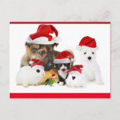 Dieren Briefkaart (Voorkant)