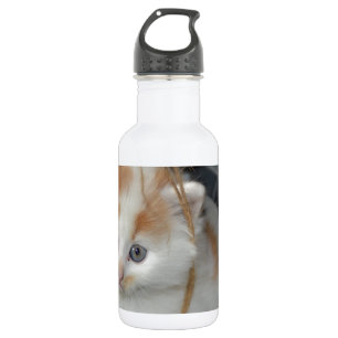 Dieren Cute Kitten Kitty Huisdieren Katten Waterfles