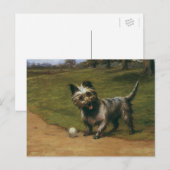  dieren Honden, Schotse terrier Puppy Briefkaart (Voorkant / Achterkant)