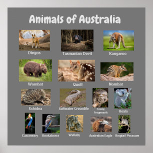 Dieren in Australië Poster