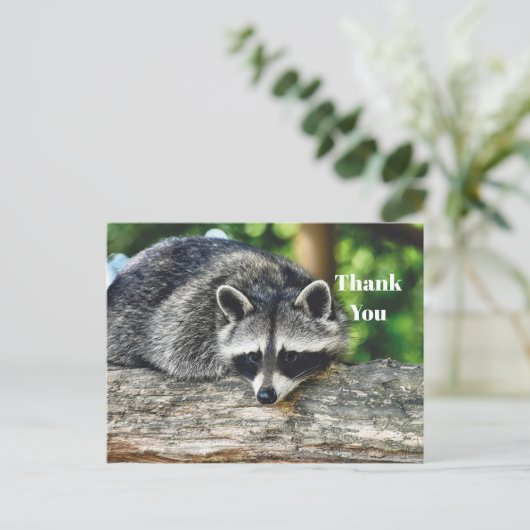 Dieren in het wild Wasbeer Logboek Zoogdier Foto B Briefkaart (Staand voorkant)