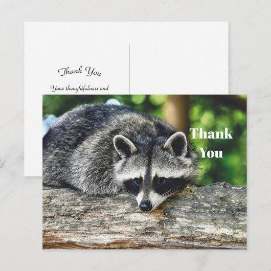 Dieren in het wild Wasbeer Logboek Zoogdier Foto B Briefkaart (Voorkant / Achterkant)