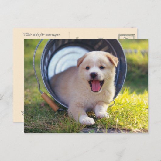 Dieren, Leuk "puppy" Briefkaart (Voorkant / Achterkant)