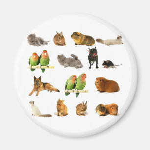 dieren magneet