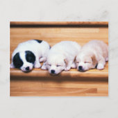 Dieren, Puppies Briefkaart (Voorkant)