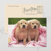 Dieren, Puppies Briefkaart (Voorkant / Achterkant)