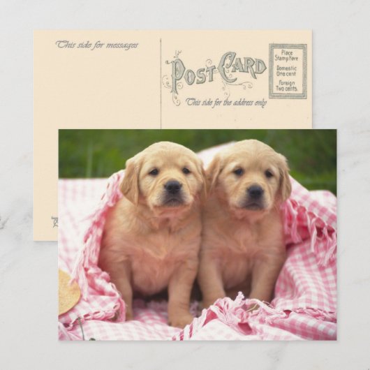 Dieren, Puppies Briefkaart (Voorkant / Achterkant)