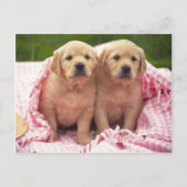 Dieren, Puppies Briefkaart (Voorkant)