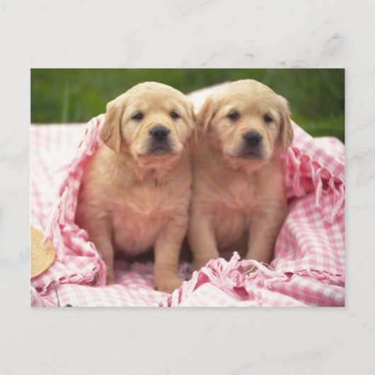 Dieren, Puppies Briefkaart (Voorkant)