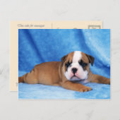 Dieren, Puppies Briefkaart (Voorkant / Achterkant)