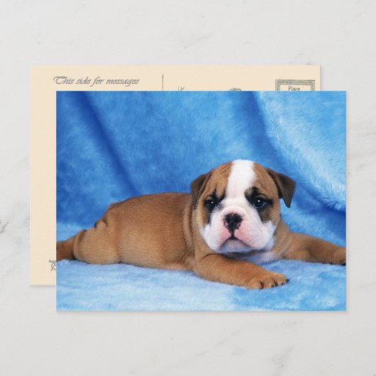 Dieren, Puppies Briefkaart (Voorkant / Achterkant)