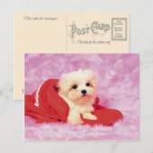 Dieren, Puppies Briefkaart (Voorkant / Achterkant)