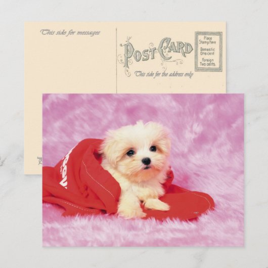 Dieren, Puppies Briefkaart (Voorkant / Achterkant)