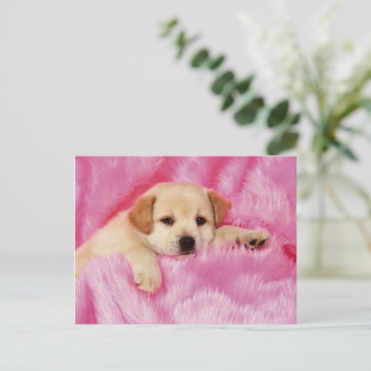 Dieren, Puppies Briefkaart (Staand voorkant)