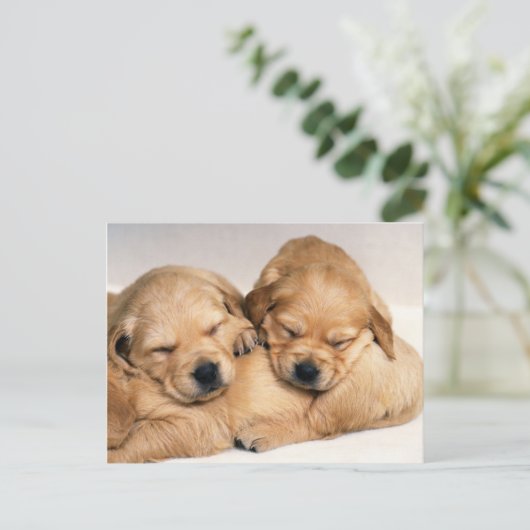 Dieren, Puppies Briefkaart (Staand voorkant)
