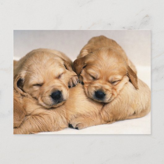 Dieren, Puppies Briefkaart (Voorkant)