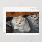 Dieren Schattige Kitten Kat Huisdieren Katten Briefkaart (Voorkant / Achterkant)