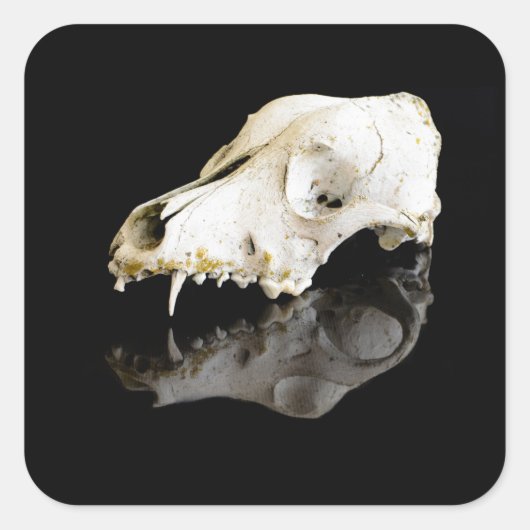 Dieren schedel vierkante sticker (Voorkant)