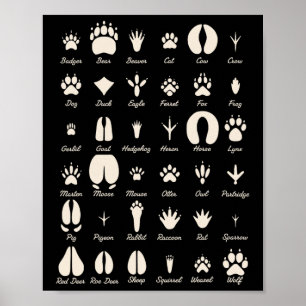 Dieren Sporen S Gewone Dieren En Wilde Dieren Spor Poster