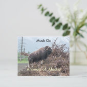 Dieren van Alaska-musk ox Briefkaart (Staand voorkant)