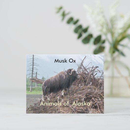 Dieren van Alaska-musk ox Briefkaart (Staand voorkant)