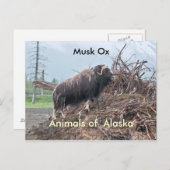 Dieren van Alaska-musk ox Briefkaart (Voorkant / Achterkant)