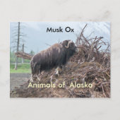 Dieren van Alaska-musk ox Briefkaart (Voorkant)