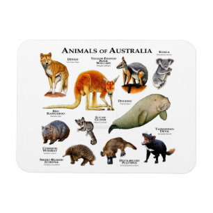 Dieren van Australia Magnet Magneet