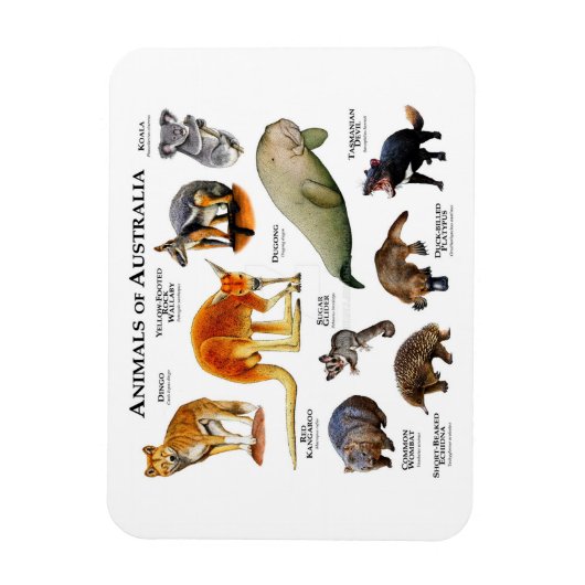 Dieren van Australia Magnet Magneet (Verticaal)
