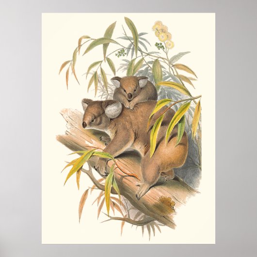 Dieren van Australië De Koala Poster (Voorkant)