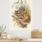 Dieren van Australië De Koala Poster (Keuken)