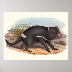 Dieren van Australië De Tasmaanse duivel Poster