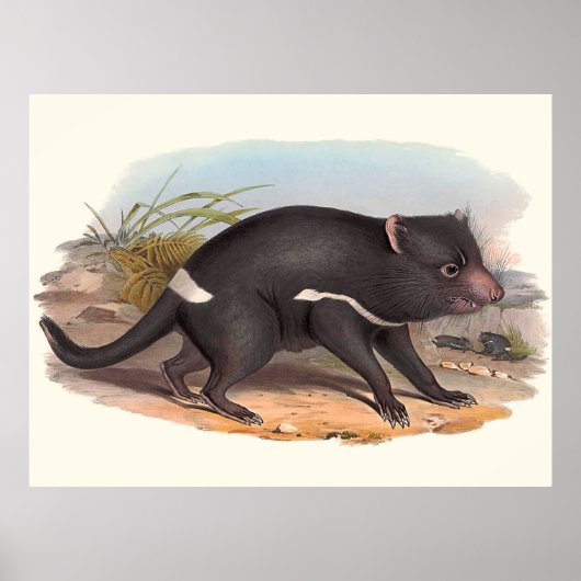 Dieren van Australië De Tasmaanse duivel Poster (Voorkant)