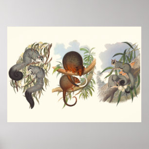 Dieren van Australië: drie cijfers Poster