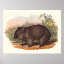 Dieren van Australië - Wombat Poster