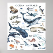 Dieren van de Oceaan | Onderwijs Leren Klaslokaal Poster (Voorkant)