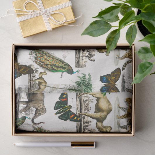 dieren van D'Orbigny Tissuepapier (Geschenk)