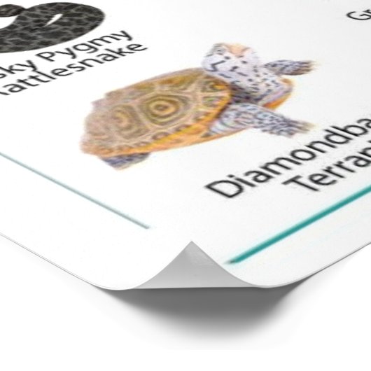 Dieren van Florida, florida usa wild lide Poster (Hoek)